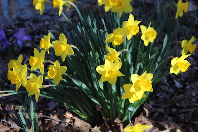 planting-bulbs-in-fall